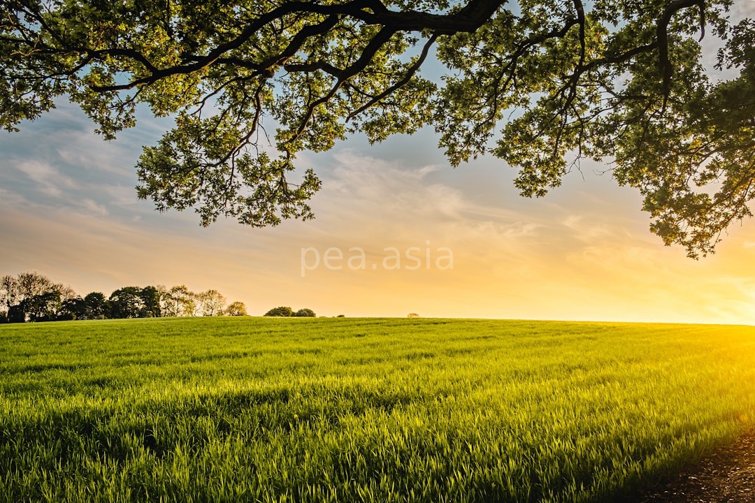 Farm life 2