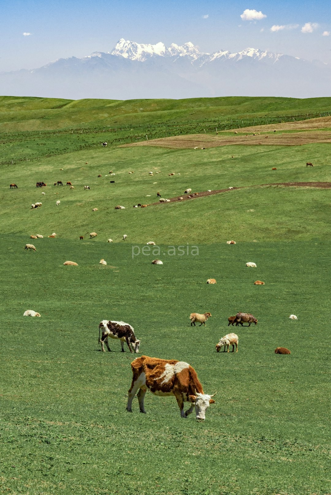 Lush farm landscape