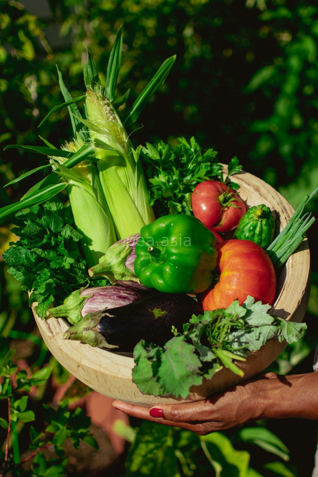 Organic Soil